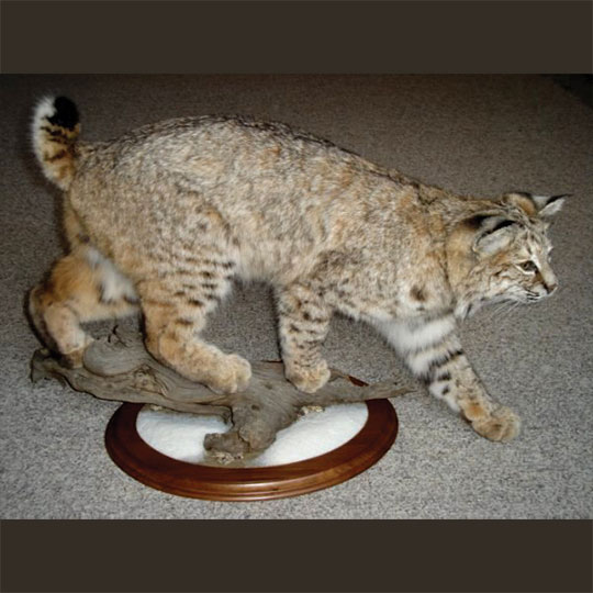 Round-Taxidermy-Base-Walnut-Bobcat-Mount