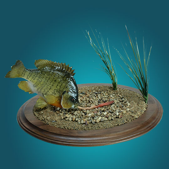 Round-Taxidermy-Base-Walnut-Fish-Mount