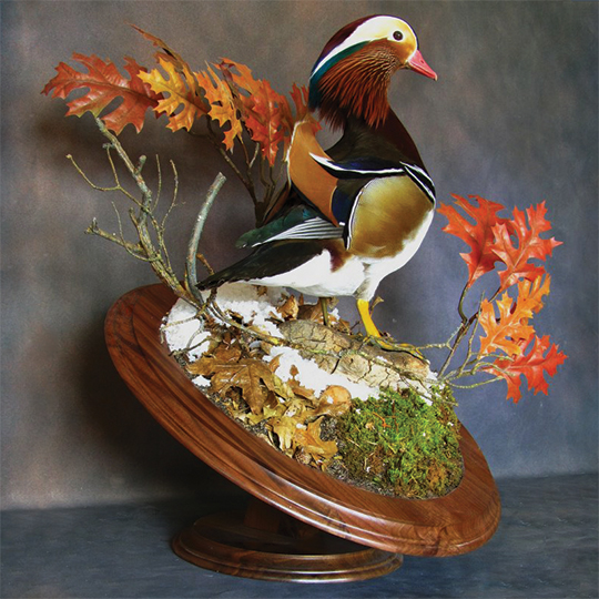 Round-Taxidermy-Base-Walnut-Mandarin-Duck-Mount