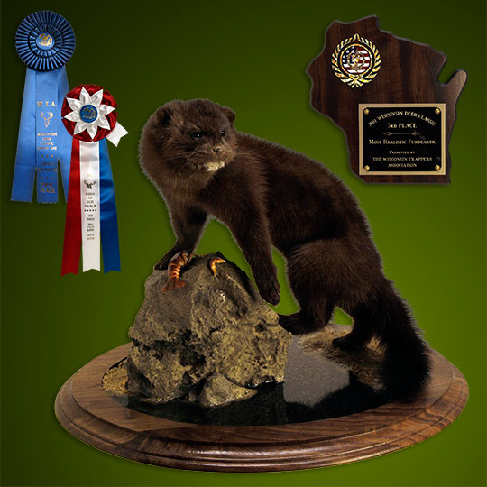 Round-Taxidermy-Base-Walnut-Mink-Mount