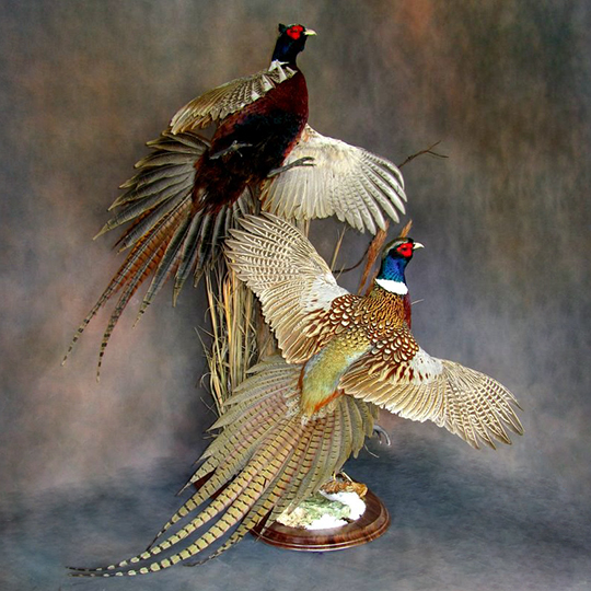 Round-Taxidermy-Base-Walnut-Pheasants-Mount