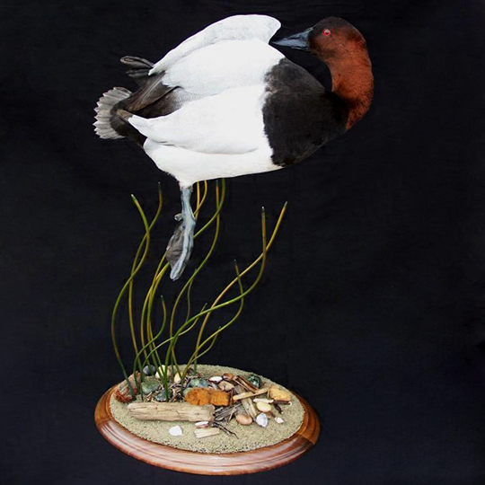 Round-Taxidermy-Base-Walnut-Red-Headed-Duck-Mount