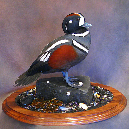 Round-Walnut-Taxidermy-Base-Harlequin-Duck-Mount