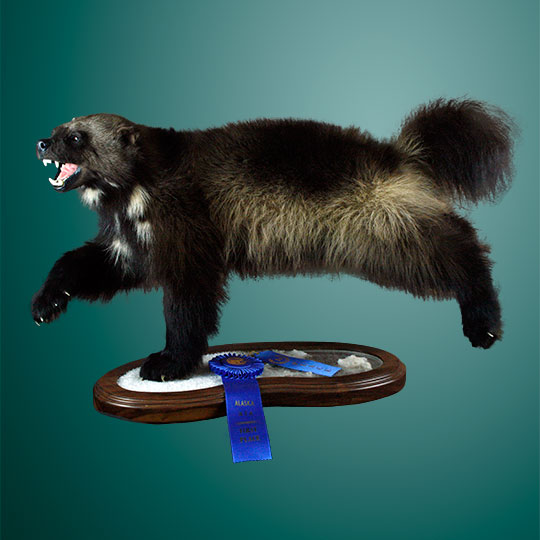 Thick-Multi-Use-Walnut-Taxidermy-Base-Wolverine-Mount