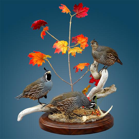 Thick-Oval-Walnut-Taxidermy-Base-Quail-Mount