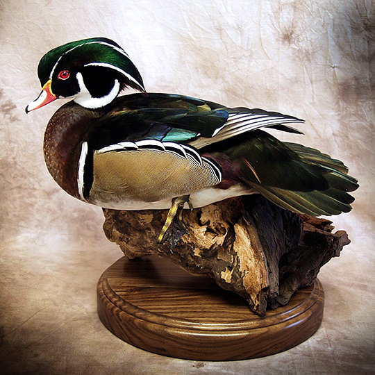 Thick-Walnut-Round-Flat-Base-Wood-Duck-Mount