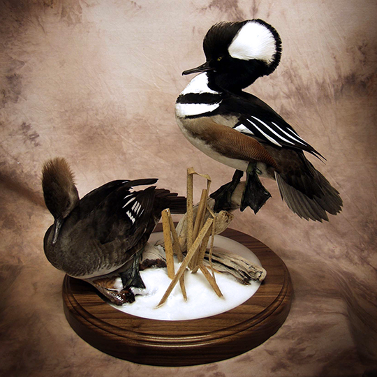 Thick_Walnut_Round_Base_Hooded_Mergansers_Mount