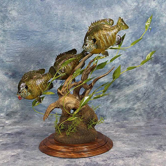 Two-Tier-Round-Walnut-Taxidermy-Base-Fish-Mount