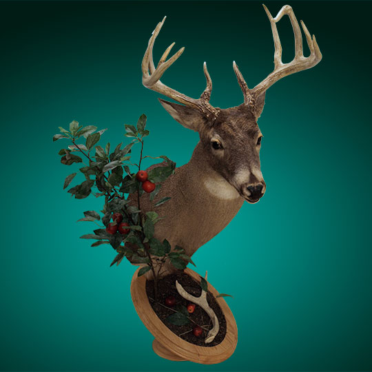 Universal-Taxidermy-Display-Bracket-Oak-Apple-Tree-Deer