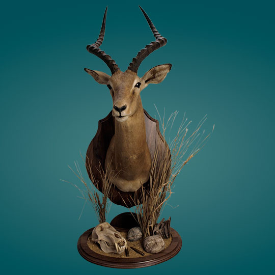 Universal-Taxidermy-Display-Bracket-Walnut-Impala-Mount