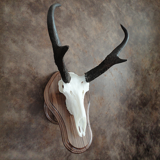 Walnut-Euro-Base-Antelope-Mount