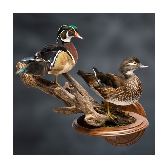 Walnut_Round_Base_and_Universal_Display_Bracket_Wood_Ducks