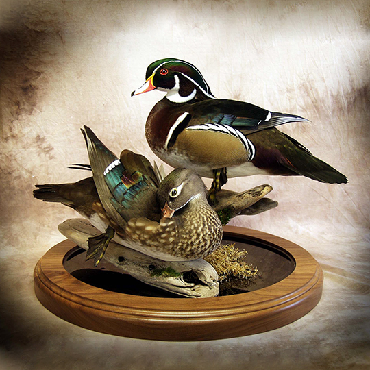 Wood-Ducks-Thick-Walnut-Oval-Base