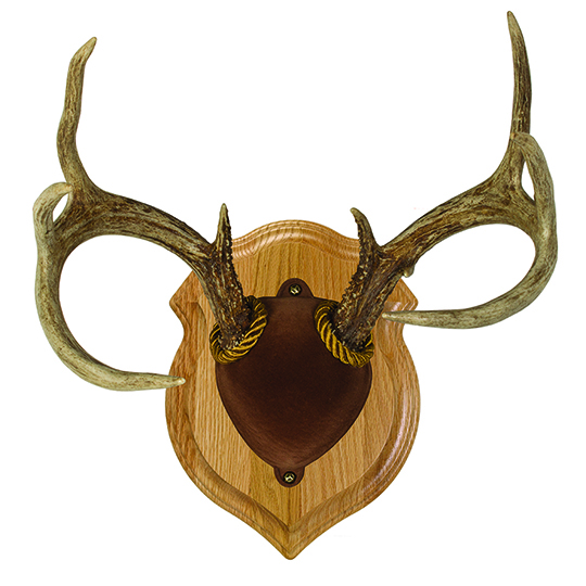 new_cover_29429_Deluxe_Antler_Display_Kit_Oak_Mount