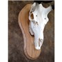 40499_Elk_Skull_Mount