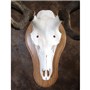 40499_Elk_Skull_Mounted