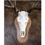 40499_Mount