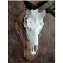 40500_Elk_Mount_2_web