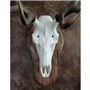 40500_Elk_Mount_web