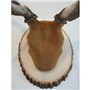 Elk | Mount by Marty DeMoss–Classic Antler Mounts | Basswood Country Round®