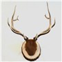 Elk&#32;&#124;&#32;Mount&#32;by&#32;Marty&#32;DeMoss&#8211;Classic&#32;Antler&#32;Mounts&#32;&#124;&#32;Basswood&#32;Country&#32;Round&#174;