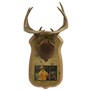 Antler&#32;Mount&#32;Personalized&#32;Kit&#32;Taxidermy&#32;Deer&#32;Hunting