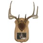 Antler&#32;Mount&#32;Personalized&#32;Kit&#32;Taxidermy&#32;Deer&#32;Hunting