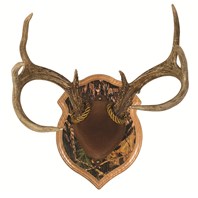 Deluxe Antler Display Kit with Camo Image