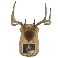 Deluxe Antler Display Kit with Photo Frame