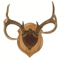 Deluxe Antler Display Kit