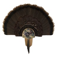 Turkey Display Kit, Oak Osceola
