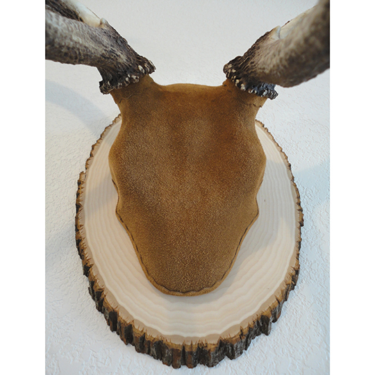 Basswood_Country_Round_Base_Taxidermy_27671
