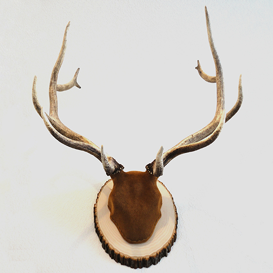 Basswood_Country_Round_Base_Taxidermy_27671_mounted