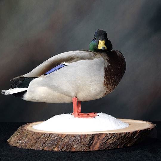 Reversible_Thick_Basswood_Country_Round_Base_mounted_mallard_29738_web