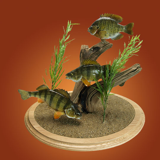 Round-Taxidermy-Base-Oak-Fish-Mount