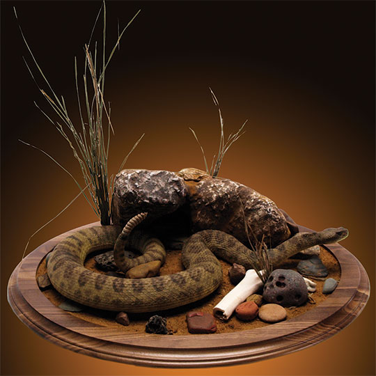 Round-Taxidermy-Base-Walnut-Rattlesnake-Mount