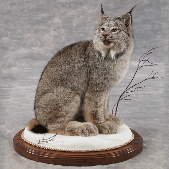 Thick_Walnut_Oval_Base_Taxidermy_Taxidermy_Mounted_38649_web