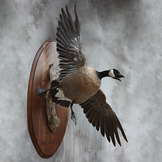 Walnut_Oval_Panel_Taxidermy_Panel_28886_